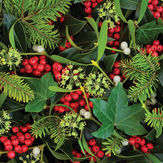 CandleWarmers Classics - waxbar 6-pack - Holly & Ivy