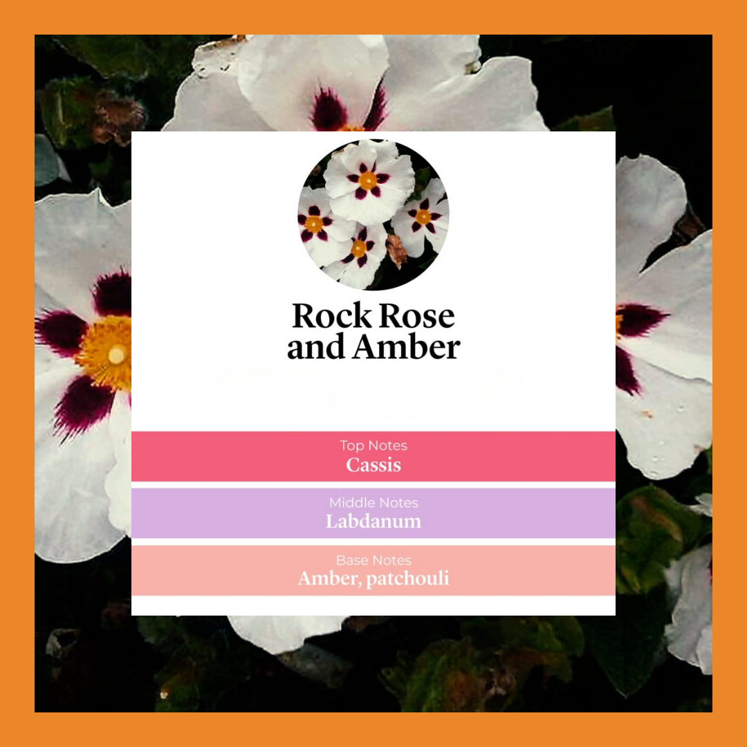 Waxmelts Rock Rose & Amber – roos, amber en kruidige houtnoten geurblokjes www.degeurboetiek.com