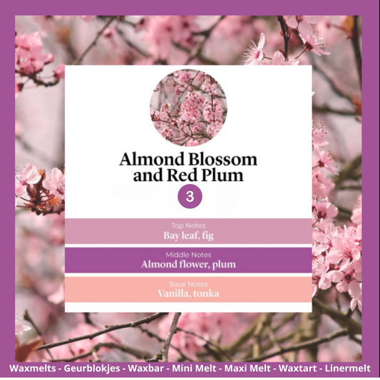 Waxmelts - Almond Blossom & Red Plum