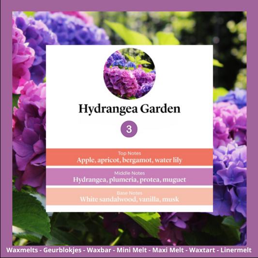 Waxmelts - Hydrangea Garden